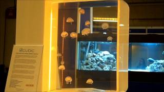 Cubic™ Desktop Jellyfish Aquarium @ Aquatics Live London