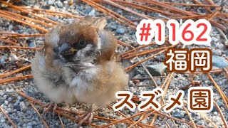 スズメさんの日常#1162/福岡県