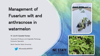 Management of Fusarium wilt and anthracnose in watermelon