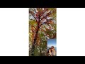 Spectacular Fall Colours at Point Pelee National Park. #shorts