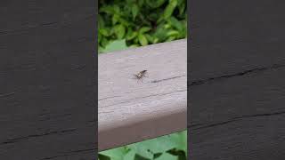 Assassin Fly (Asilinae.) 食蟲虻亞科