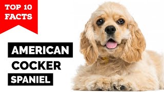 American Cocker Spaniel - Top 10 Facts