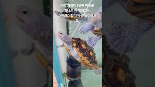 울 거북이 우울증 인가요?                                    #거북이  #오네이트테라핀 #테라핀