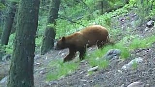 2025 Colorado Backyard Trail Camera Compilation - Mule Deer, Black Bear, Foxes, Raccoons and More