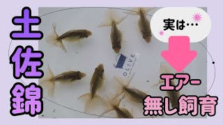 土佐錦🐟️丸鉢エアー無し飼育中