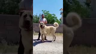 😱 Biggest Dog in India | Kangal  Dog 😍| Dangerous Dogs in the world | Dog lovers #shorts