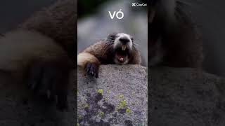 VÓ MARMOTA CHAMANDO.