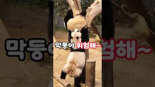 엄마 만 믿어!🐼#아이바오 #아여사 #후이