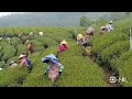 taiwan alishan 台灣阿里山茶製作紀錄