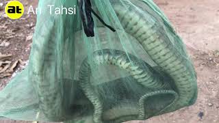 Cách Làm Món Rắn Xào Xả Ớt Ngon Đơn Giản | An Tahsi