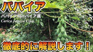 パパイア（パパイヤ）徹底解説！基本的なこと！植物生理学的なこと！栽培，育て方！性別や雌雄の花，果実の形状，種ありorなしの秘密！