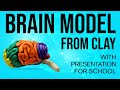 Brain model from clay | Brain model project | Science Project | Brain model ideas | Clay modelling