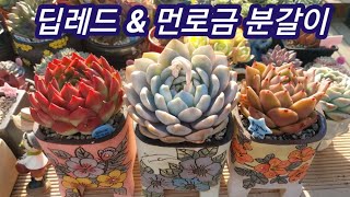 다육이! 이렇게 가성비가 좋을 수는 없다 !딥레드 \u0026 먼로 분갈이해요~ 꽃나래다육에서 온 딥레드, 먼로금 너무너무 예뻐요! 보따리 화분에 식재하니 더 예쁘네요~