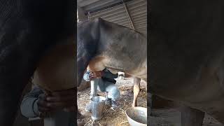 COW milkin IN THIS COUNTRY