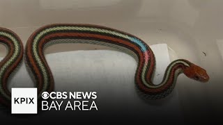 Endangered San Francisco garter snake making a comeback