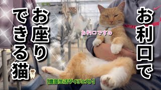 【1/22】農家ネコたちはお利口でお座りできます🐈‍⬛🐈【農園生活ダイジェスト】