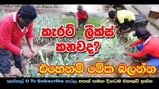 Vegetable cultivation in Sri Lanka  (ශ්‍රී ලංකාවේ එළවළු වගාව) Thunkal U Tv