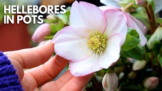 Growing Hellebores In Pots For The First Time: Complete Care Guide | Balconia Garden