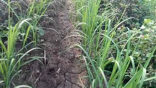 Cotton- Sugarcane Inter crop  Village Kudsad -India