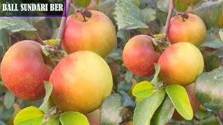 Ball Sundari Apple ber Farming Full information/Apple ber Nursery/Apple Ber ki kheti-Call 8926100200