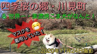 【ポメラニアン】小型犬・癒し犬動画・ポメのココちゃんと四季桜・世界一美濃焼のこま犬を見に行きました。2020年11月24日に散歩したところ、なんとこま犬が・・・