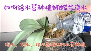 12/25/2021 喷水，浇水和泡水都可以的水苔种植Watering phalaenopsis orchid in Sphagnum moss