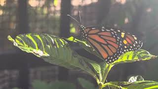 Raising \u0026 Releasing Monarch butterflies in Florida!