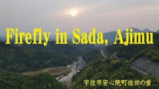 安心院町佐田の蛍（大分県宇佐市）高感度暗視カメラ　Firefly from Sada, Ajimu Town (Usa City, Oita Prefecture)