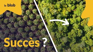 Bornéo : la reforestation peut-elle sauver la biodiversité ? | Reportage