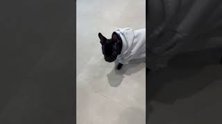 初めてのお洋服！！😂 #bulldogfrancese #dog #doglover #frenchbulldog #フレブル #ふれんちぶるどっぐ #犬 #癒し #かわいい #かわいい犬