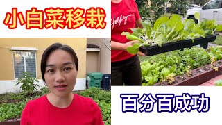 （56）小白菜这样移栽成功率百分百！包你一学就会！菜苗移栽需要注意哪4个问题？