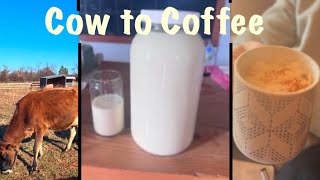 From cow to coffee | milking and making