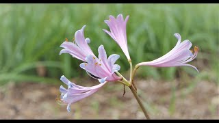 4K 優美な気品の夏水仙やクレマチス 昭和記念公園2020💝Graceful \u0026 elegant Resurrection and Clematis at Syowa kinen park 2020