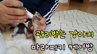 강아지용품리뷰/강아지 발바닥보습제🐾/마라피키 케어밤 리뷰/welshcori HODU