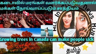 கனடாவில் மரங்கள் வளர்க்கப்படுவதனால் மக்கள் நோய்வாய்ப்படும் சாத்தியம்|Tamil|Canada|