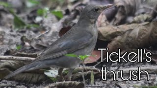 Tickells thrush | Tickell's Thrush Call | Tickell's Thrush Rabindra Sarbar Lake | Tickeler Dama