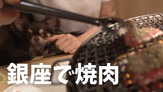 【高級】チワワを銀座の焼肉屋に連れて行ったら..