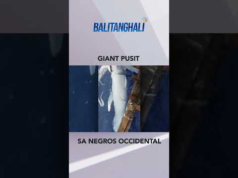 Dambuhalang pusit na may habang 15ft. at timbang na 50 kilos… #shorts Balitanghali