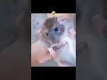 girls with rat vs boys youtubeshorts shorts rat comedy