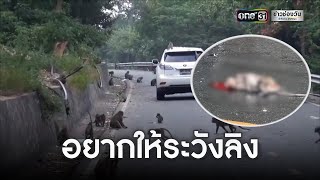 เตือนระวังลิงเขาสามมุก ถูกรถเหยียบ | ข่าวช่องวัน