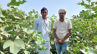 ड्रिप से नरमा कपास की खेती Drip cultivation of #cotton