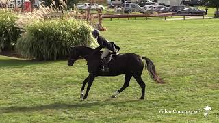 LaVerne ridden by Nona Garson | Asbury Classic Week 2 | 2'6 Hunter Derby Round 1 10/21/17