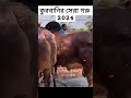 সেরা বড় গরু কোরবানির জন্য