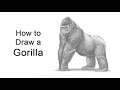 How To Draw a Gorilla