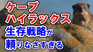 【笑劇！アニマル博士】 ケープハイラックス、ケープハイラックスの生存戦略が頼りなさすぎる  【動物園にいる動物達】