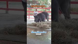 หญิงเล็กการแสดง แม่ควาญลีเชียร์ลูกสาวมันมาก!#ช้างแฝดอยุธยา #น้องรถถัง #elephant #animals