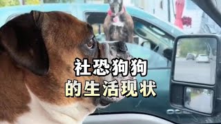 原来狗狗也有社恐的时候。#狗狗：已老实求放过 #狗狗社恐