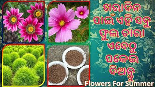 ଖରାଦିନ ପାଇଁ ଏହି ସବୁ ଫୁଲ ଚାରା ଏବେଠୁ ପକେଇ ଦିଅନ୍ତୁ | Flowers For Summer