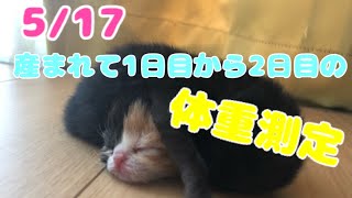 ＜子猫の体重測定＞5/16生まれ！大きさの違いは？！鳴き声注意！