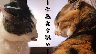 【猫】膝の上争奪戦〜ペコちゃんVSこまち〜🐱